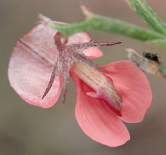 Indigofera leptocarpa