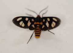 Amata humeralis