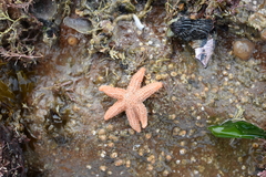 Allostichaster capensis