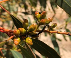 Eucalyptus phenax