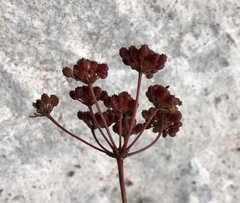 Anginon pumilum
