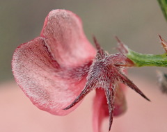 Indigofera leptocarpa