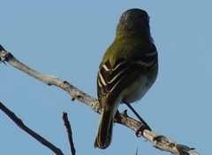 Vireo atricapilla