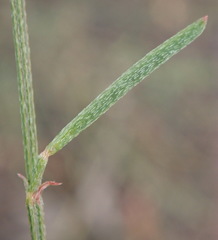 Indigofera leptocarpa