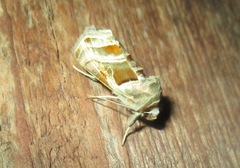 Euchalcia variabilis