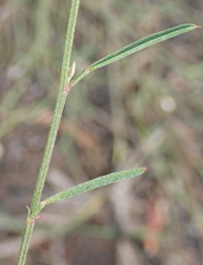 Indigofera leptocarpa