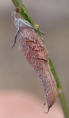 Indigofera leptocarpa