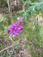 Polygala virgata