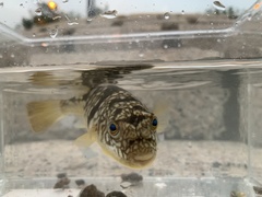 Chelonodontops patoca