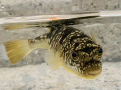 Chelonodontops patoca