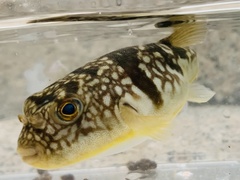 Chelonodontops patoca