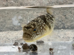 Chelonodontops patoca