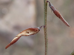 Indigofera leptocarpa