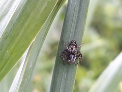 Oxyopes ramosus