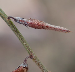 Indigofera leptocarpa