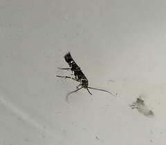 Zapyrastra calliphana