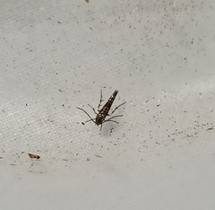 Zapyrastra calliphana