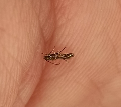 Zapyrastra calliphana