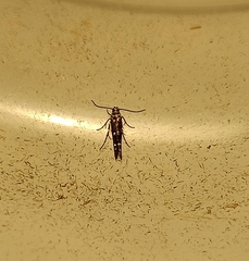 Zapyrastra calliphana