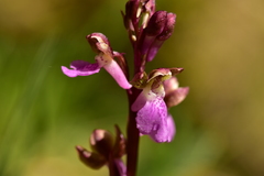 Orchis spitzelii