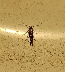 Zapyrastra calliphana