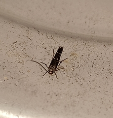 Zapyrastra calliphana