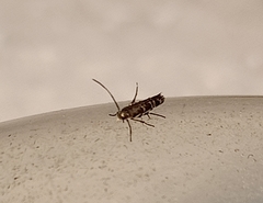 Zapyrastra calliphana