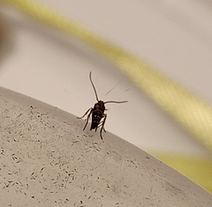 Zapyrastra calliphana