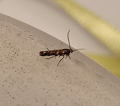 Zapyrastra calliphana