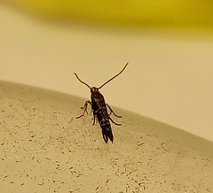 Zapyrastra calliphana