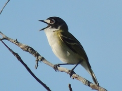 Vireo atricapilla