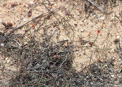 Indigofera leptocarpa