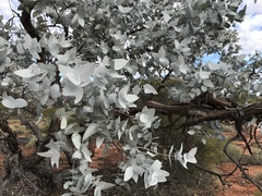 Eucalyptus wyolensis