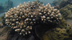 Acropora gemmifera