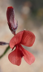 Indigofera leptocarpa