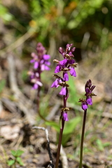 Orchis spitzelii