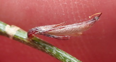 Indigofera leptocarpa