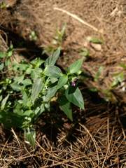 Dicliptera chinensis