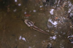 Periophthalmodon