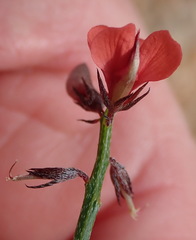 Indigofera leptocarpa