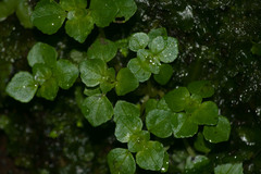 Pilea peploides