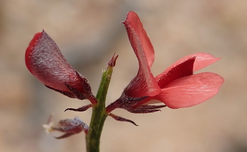 Image of Indigofera leptocarpa by (c) Nicola van Berkel, some rights reserved (CC BY-SA)
