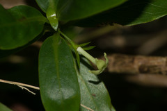 Kadua acuminata