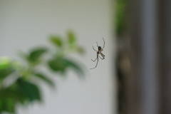 Trichonephila clavata