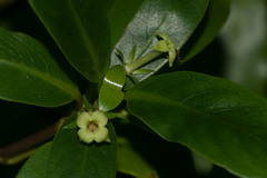 Kadua acuminata