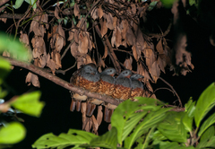 Bambusicola sonorivox