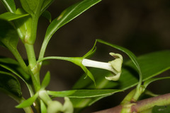 Kadua acuminata