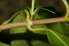 Kadua acuminata