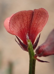 Indigofera leptocarpa