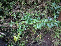 Kadua acuminata